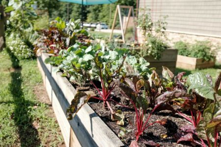 Grow a Kitchen Garden (Even If You Have a Black Thumb) Image